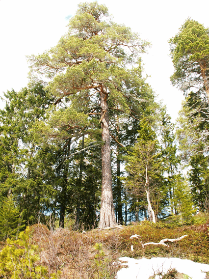 Gamle furukonger