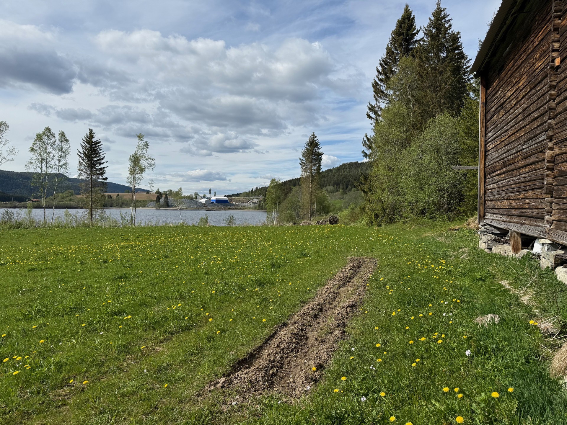 Potet, humle og rabarbra satt i jorda på Teigen